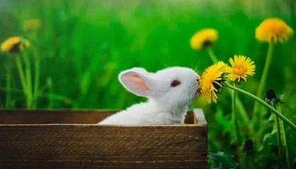 ky体育娱乐-莱万状态火热,连续7场在德甲破门,莱万2020集锦